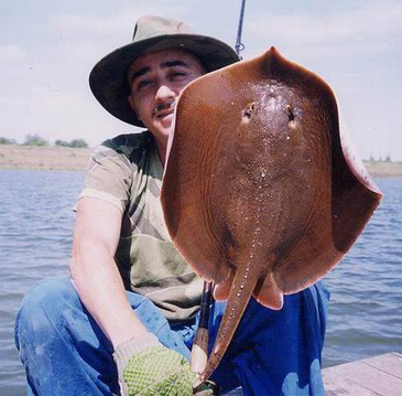 2840_Fishing Adventures Thailand_Mekong Stingray_Dasyatis laosensis.jpg